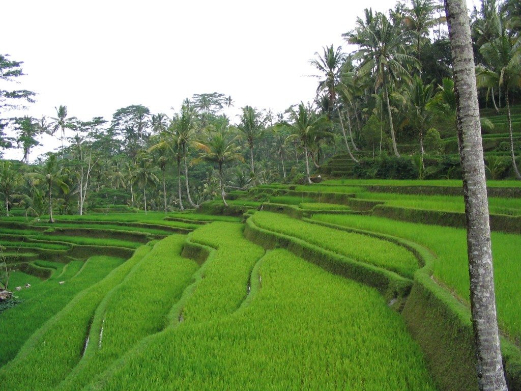 Bali by www.contentedtraveller.com