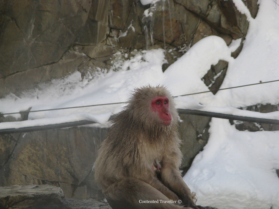snow monkeys of japan