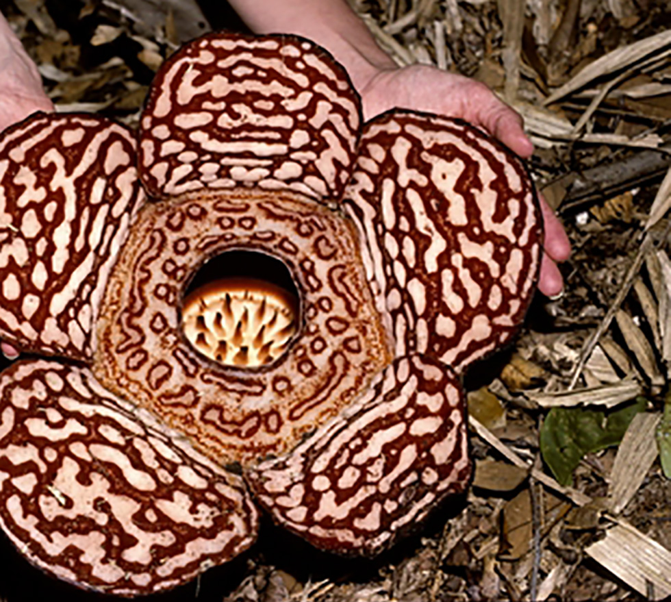 Rafflesia, Saba