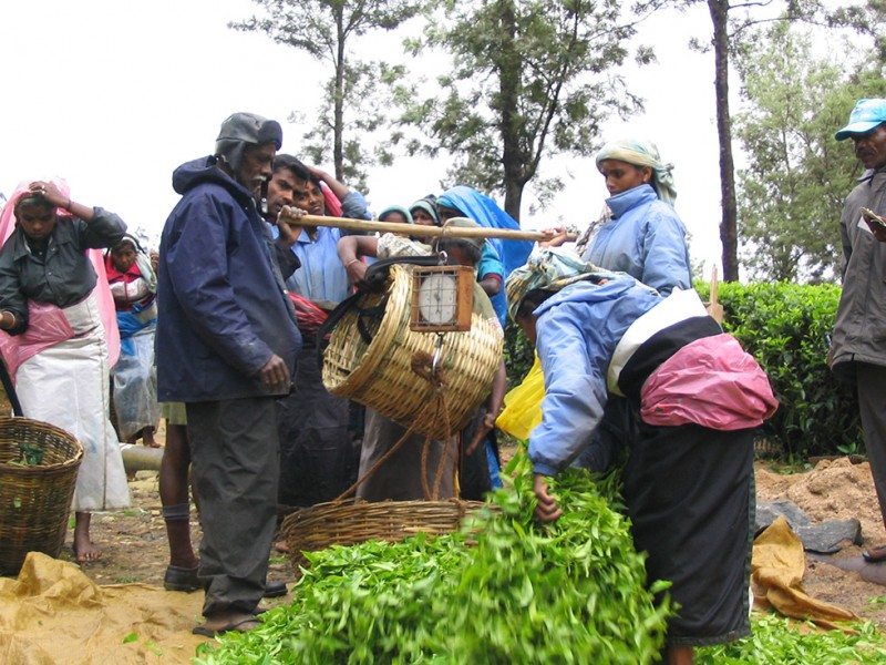 Nuwara Eliya Sri Lanka