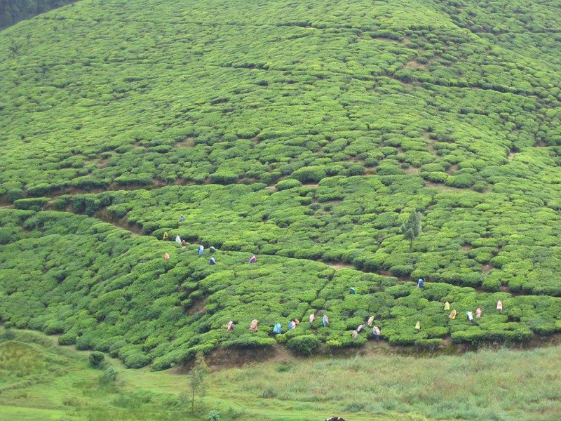 Nuwara Eliya Sri Lanka