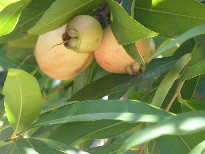 apple on tree - Contented Traveller