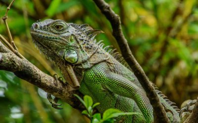 House Sitting – “Outside my Front Door” by Wanderlusters