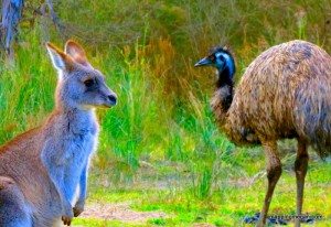 kangaroo and emu