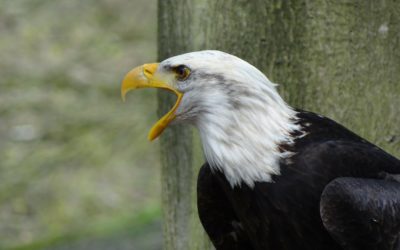 5 things I miss about the U.S when travelling.