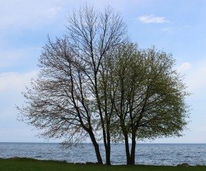 PortCredit-WaterfrontTrail