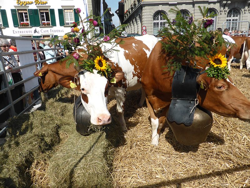 The crowning of the prettiest cow in Bern, Switzerland