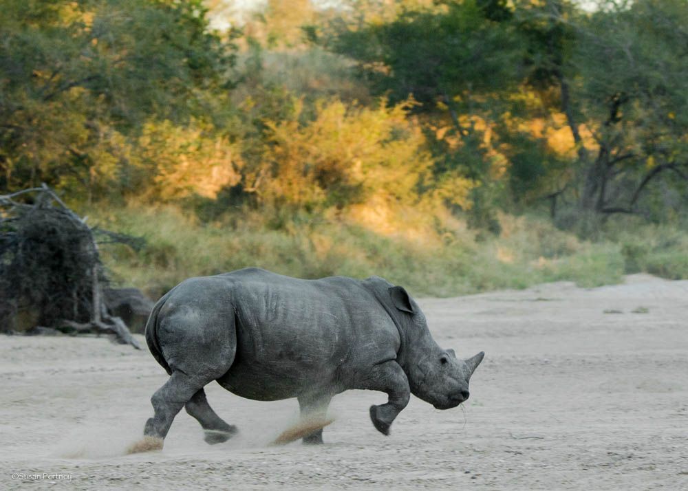 Носорог все выступления. Носорог бежит. Носорог в движении. Мощный носорог. Разъяренный носорог.
