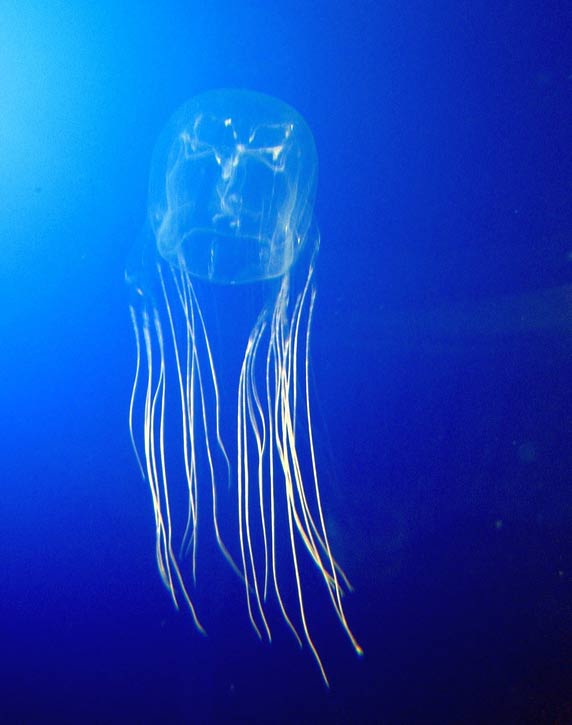 Box-jellyfish