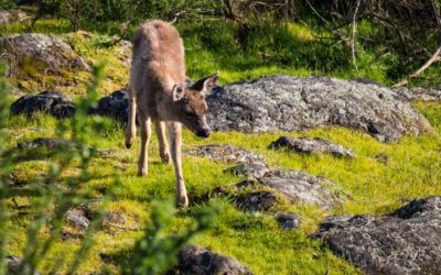 Nanaimo, BC: Outside My Front Door
