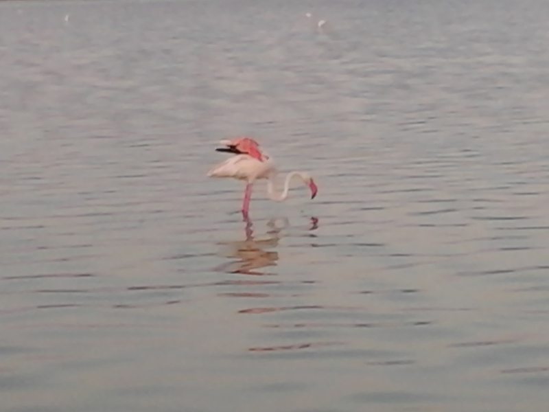 pink flamingoes at Molentargius park