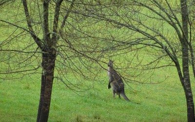 Eurobodalla Nature’s Own Playground