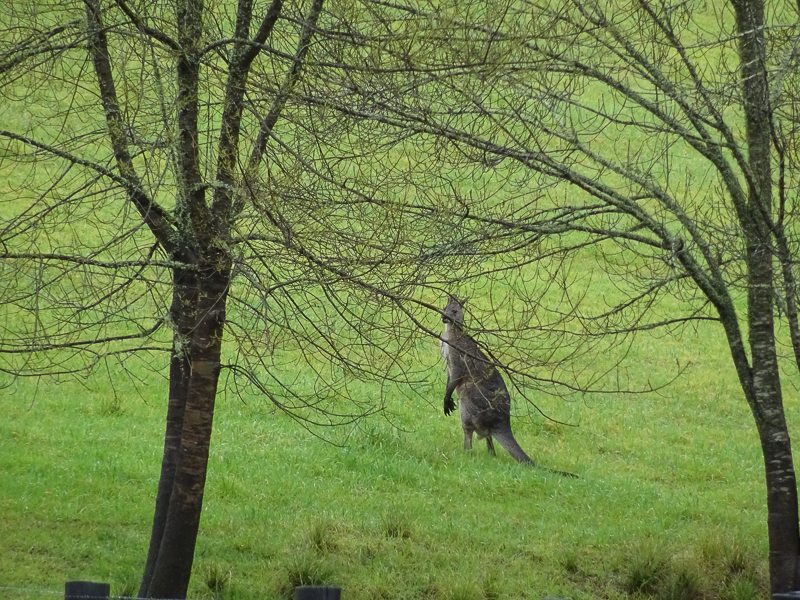 Eurobodalla Nature’s Own Playground