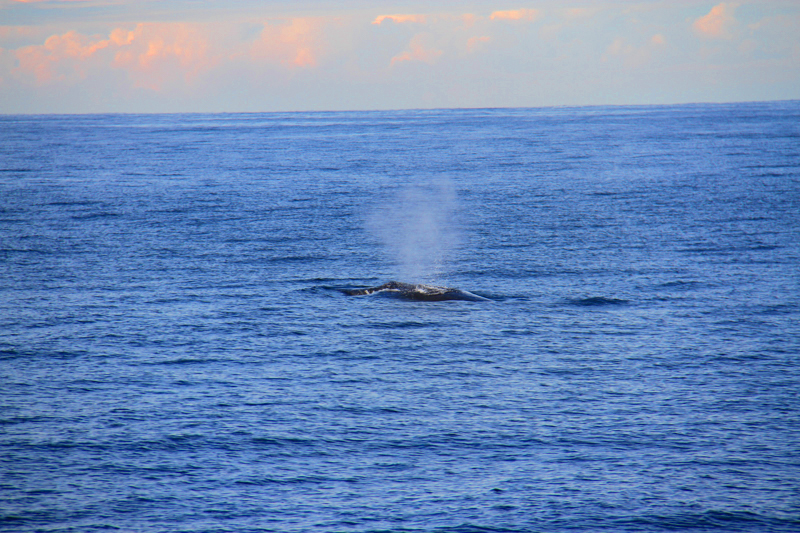 whale -watching-sydney