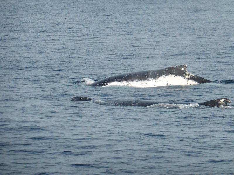 whale-watching-sydney