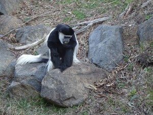 Jamala Wildlife Lodge, Canberra