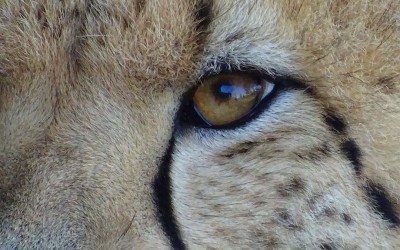 Sleeping with The Animals, Jamala Wildlife Lodge, Canberra