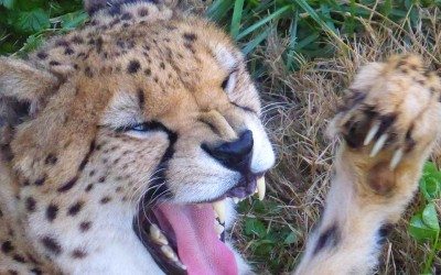 What Jamala Wildife Lodge Can Teach Us about Caring.