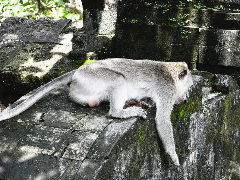 monkeys-at-uluwatu