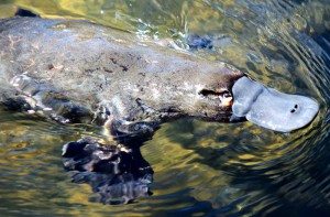 platypus-tasmania