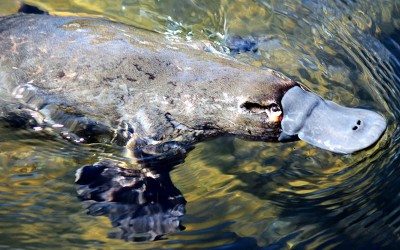 15 Reasons why Americans are Flocking to Tasmania