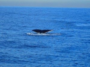 sydney-whale-watching
