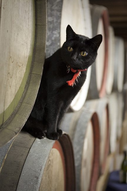 Silos Estate - Winery Cat