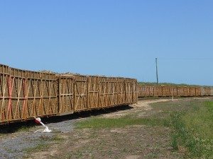 cane-train-innisfail