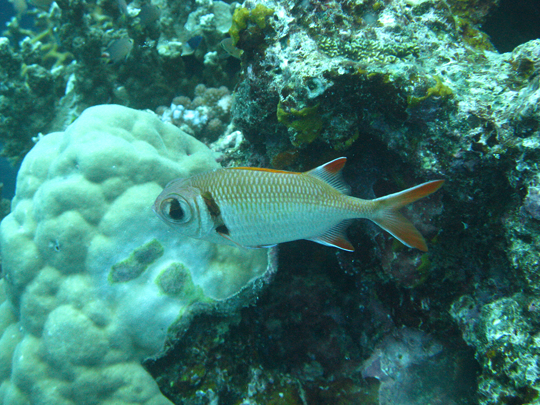 There are many things to do in this archipelago of islands, and diving in Vanuatu is a huge draw card for visitors