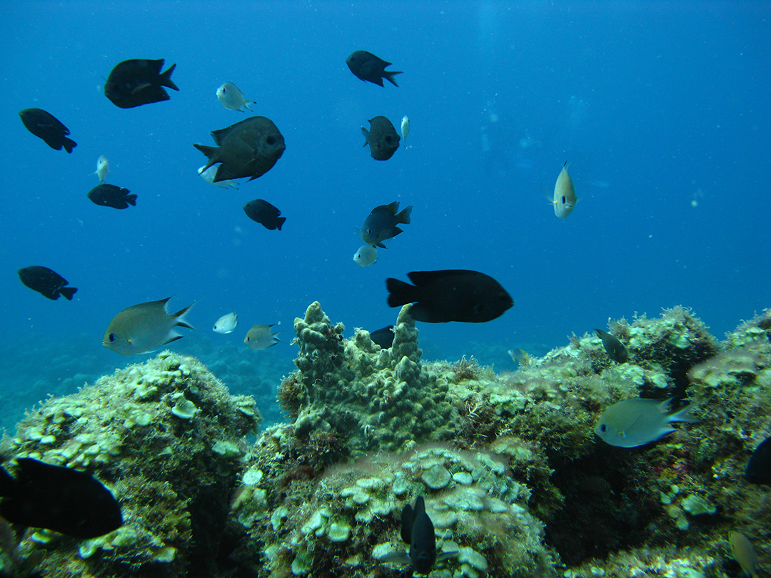 There are many things to do in this archipelago of islands, and diving in Vanuatu is a huge draw card for visitors