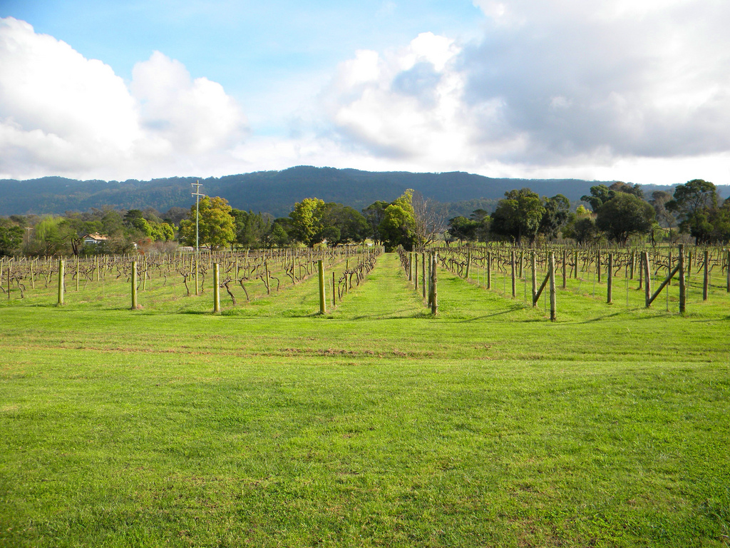 The Food and Wine Scene in Berry, NSW
