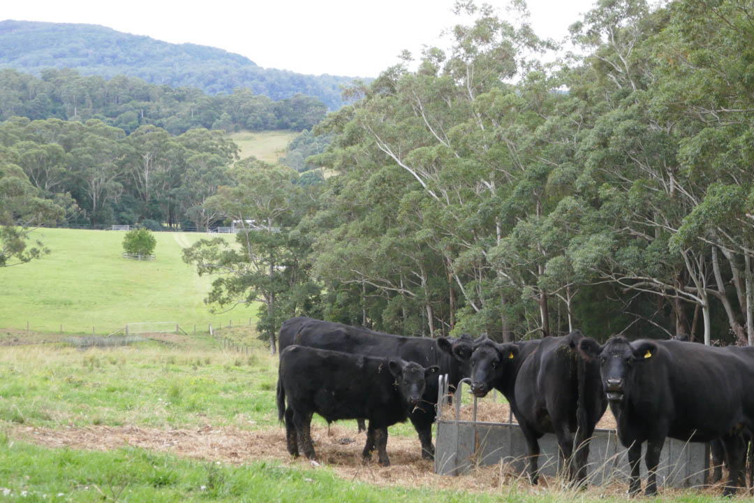 Mt Hay Luxury Retreat in Berry, NSW