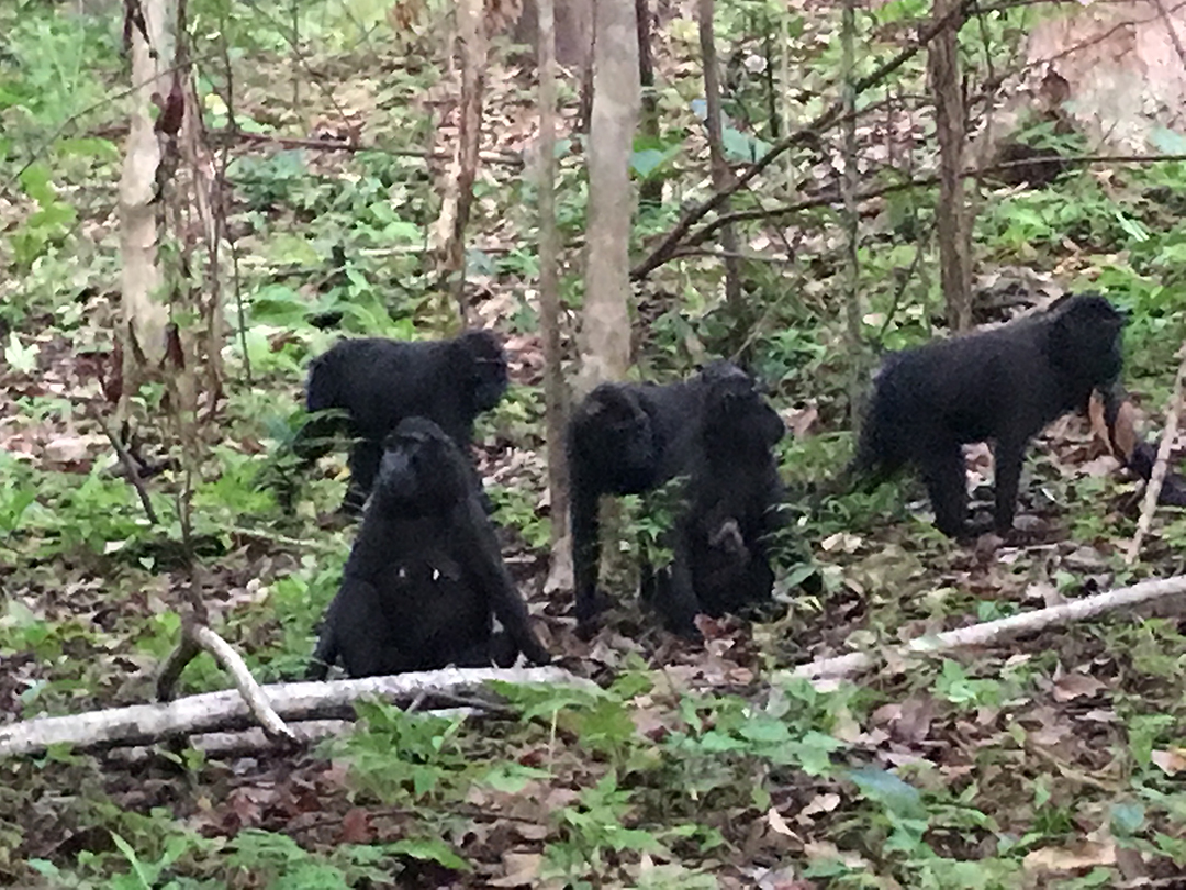 black-macaque-monkeys