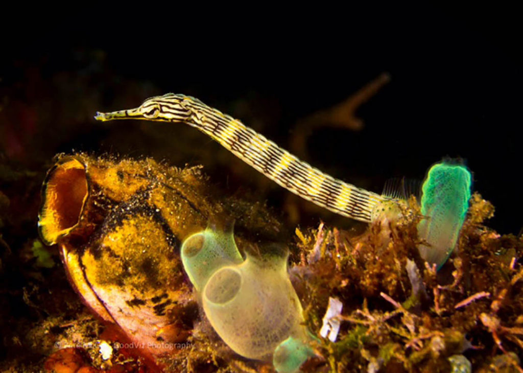 Raja Ampat, West Papua, Indonesia