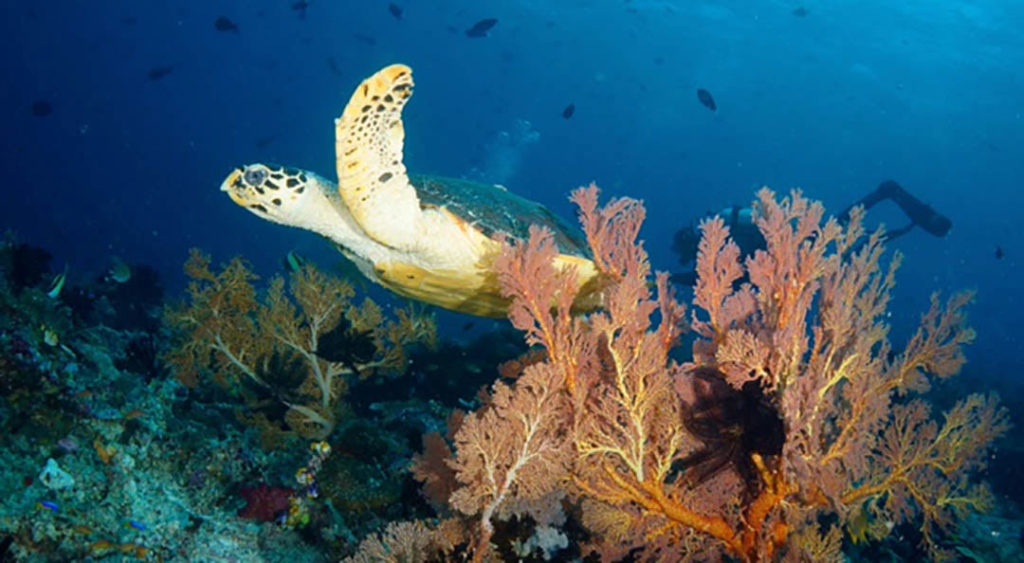 Raja Ampat, West Papua, Indonesia