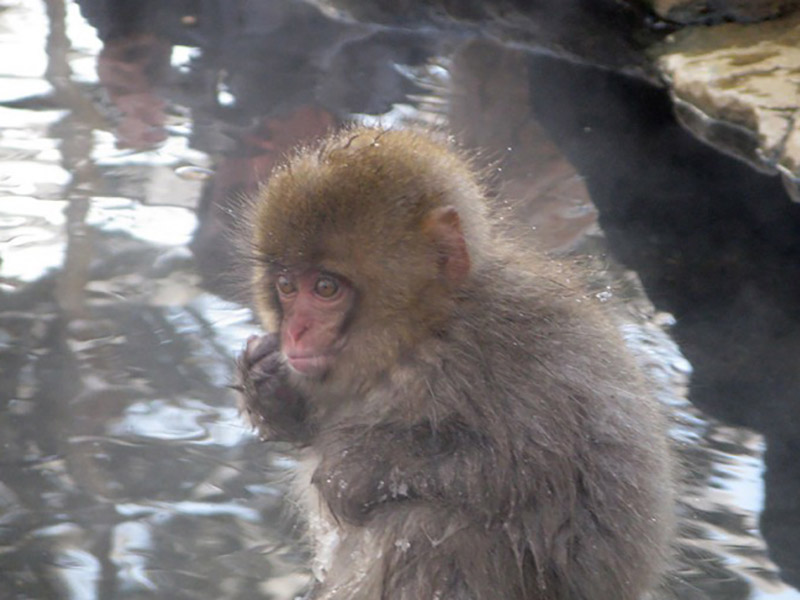 Japanese-Onsen