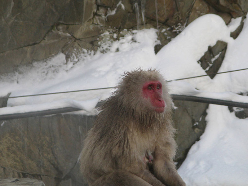 Japanese-Onsen