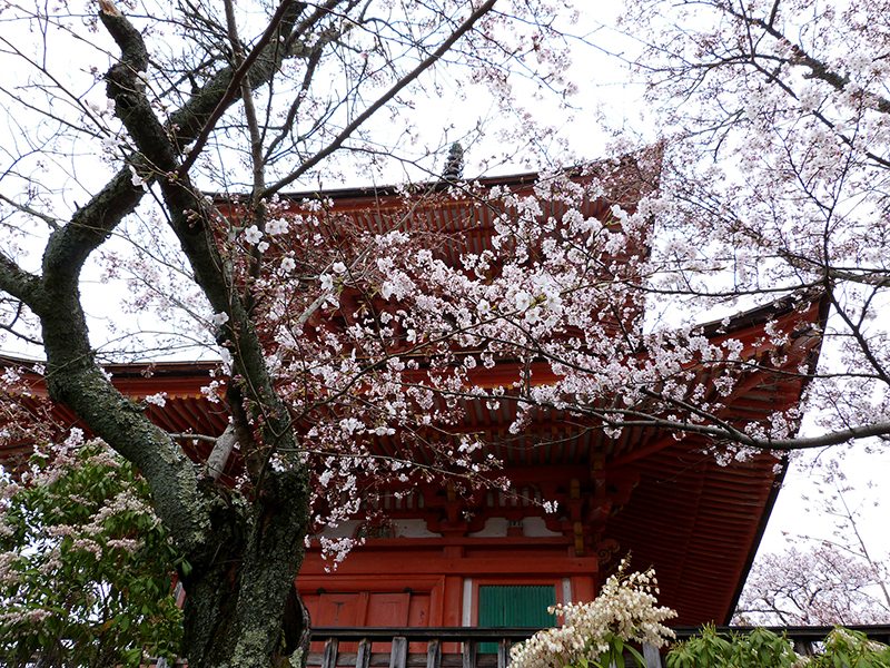 volunteer tour guide kyoto