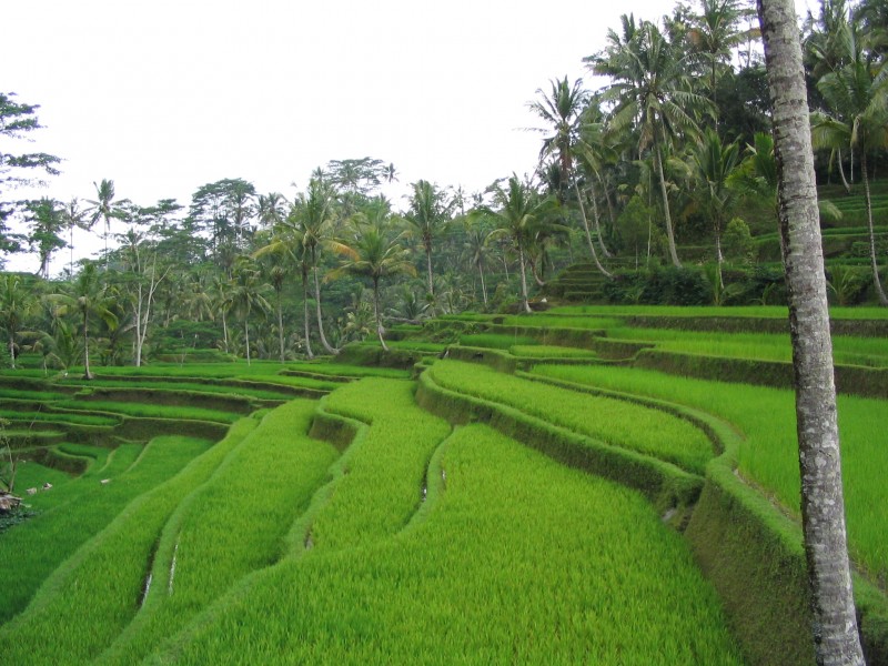 Four Seasons Resort Bali at Sayan