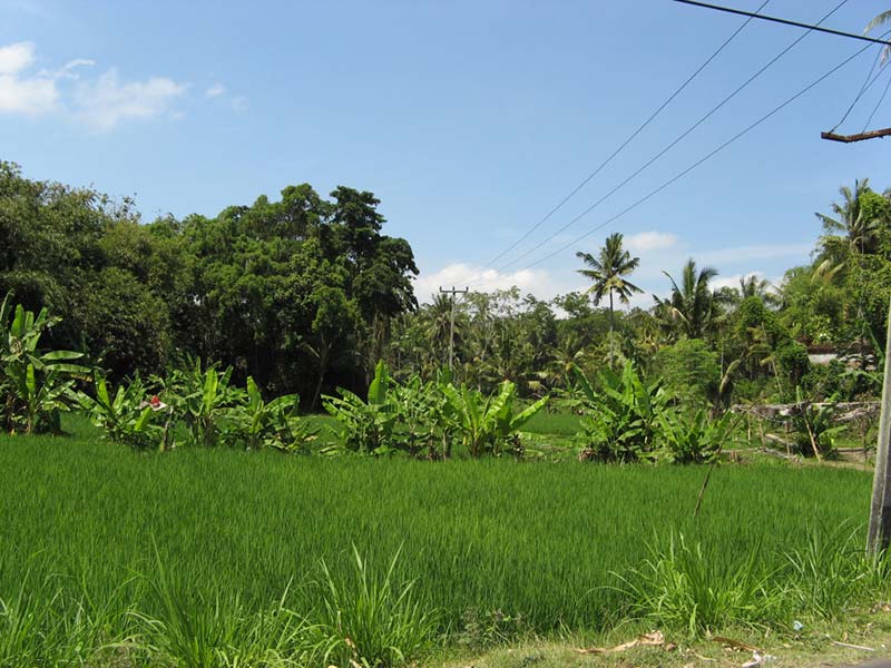 48 hours in Ubud