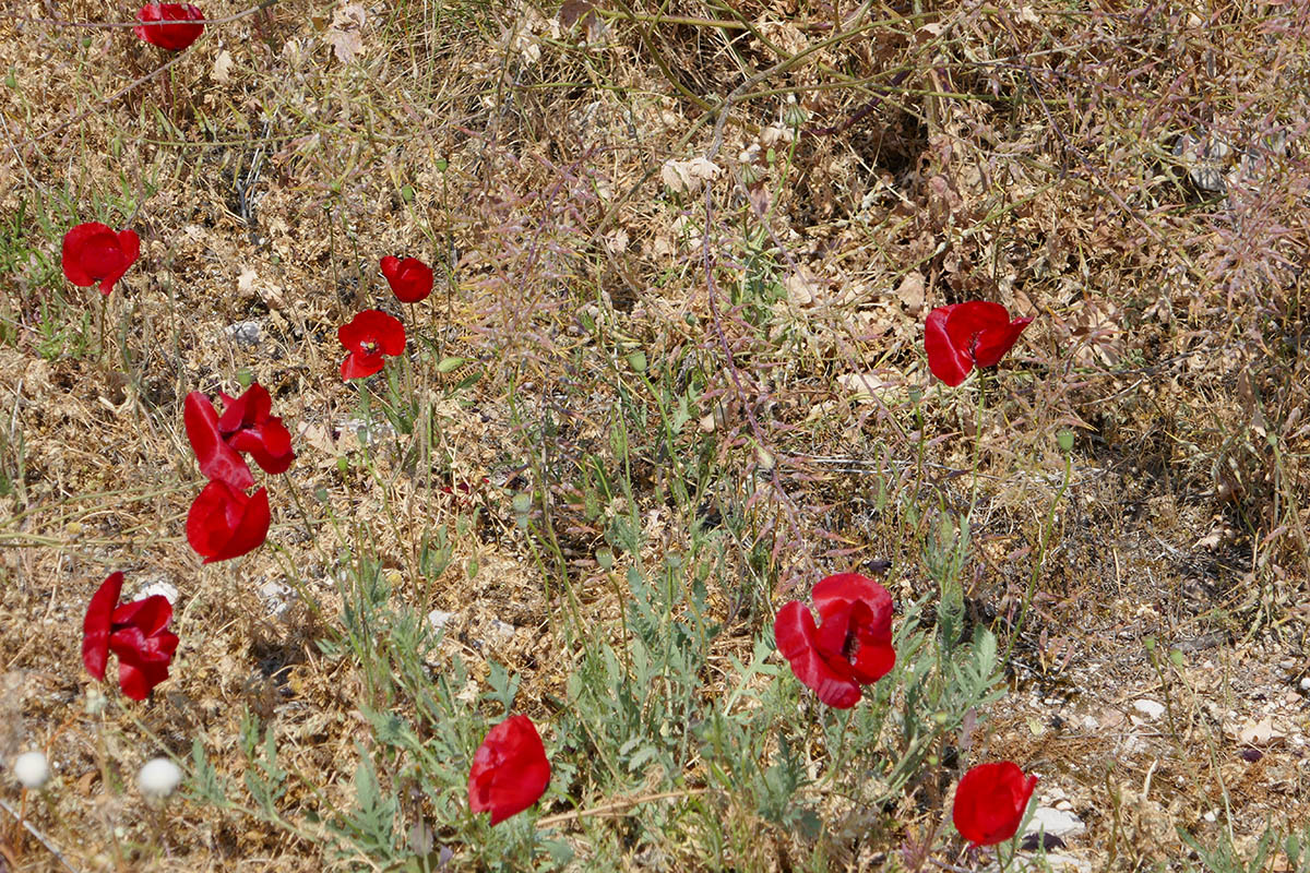 Exploring Naplfio or Navplion in Greece