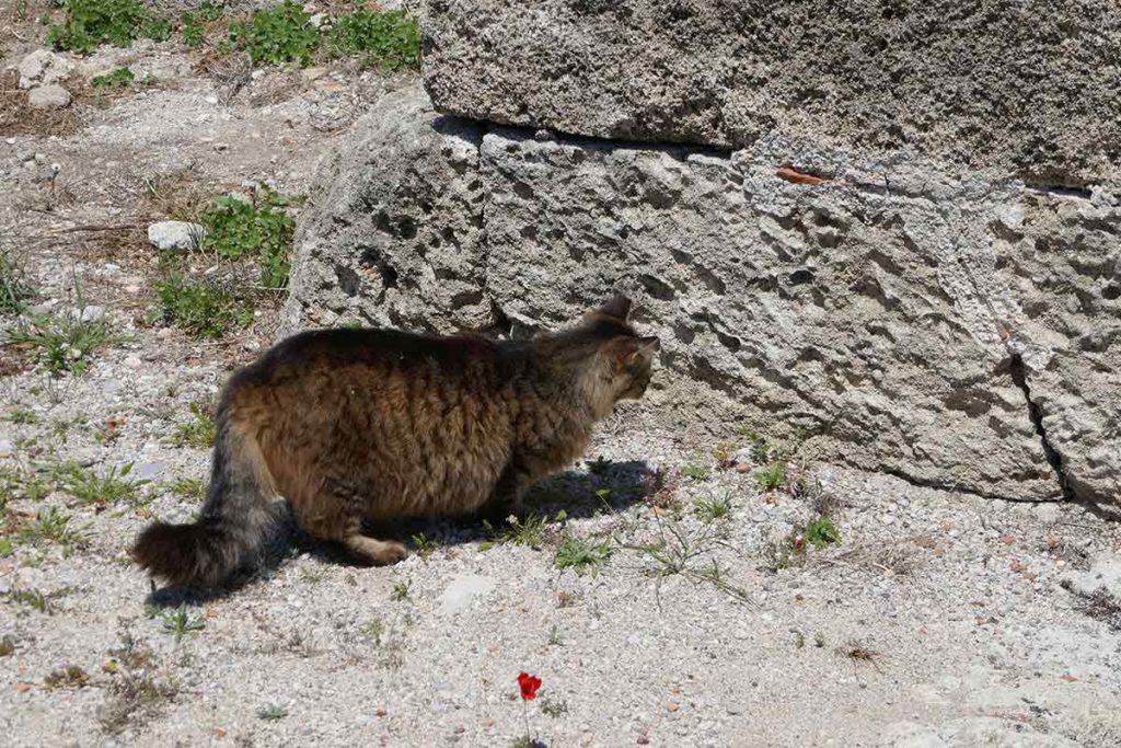 exploring rhodes, greece