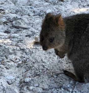 Visit Rottnest Island to see the quokkas