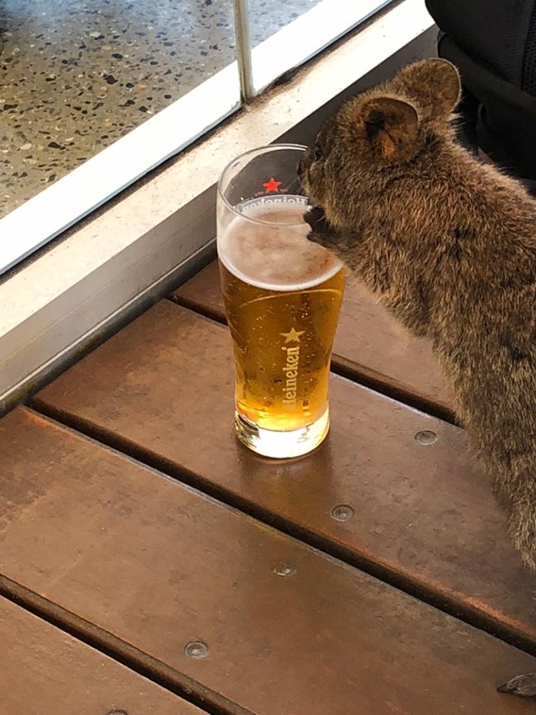 Visit Rottnest Island to see the quokkas