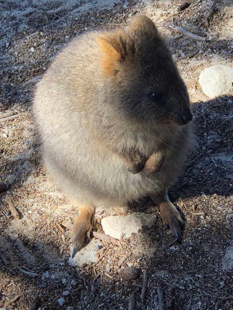 Visit Rottnest Island to see the quokkas