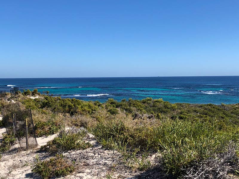 Visit Rottnest Island to see the quokkas