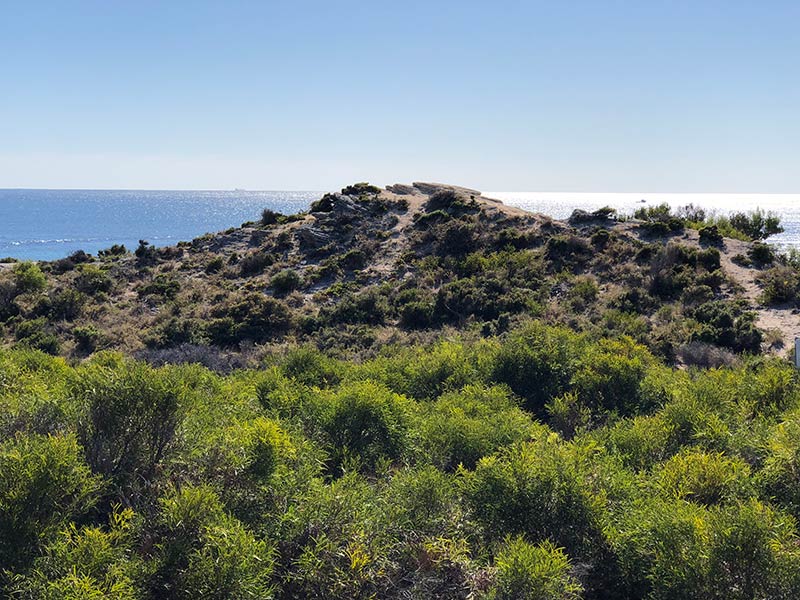 Visit Rottnest Island to see the quokkas