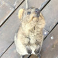 Visit Rottnest Island to see the quokkas