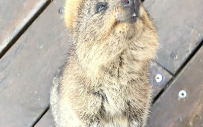Visit Rottnest Island to see the quokkas, the ‘happiest animal in the world’.