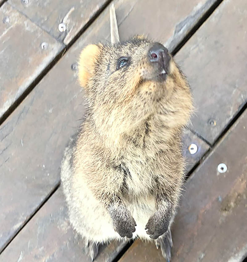 Visit Rottnest Island to see the quokkas, the ‘happiest animal in the world’.